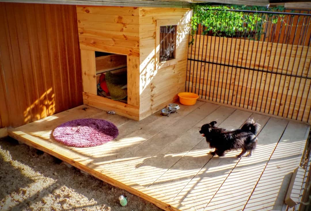 Jak wygląda hotel dla psów? Odkryj, co czeka na Twojego pupila