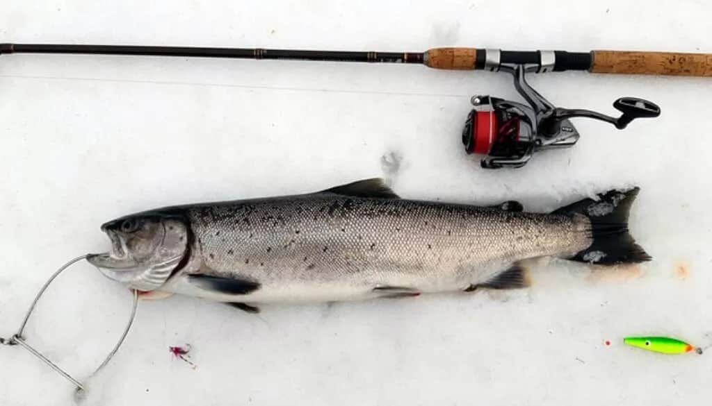 Jakie ryby jeść nad Bałtykiem, aby cieszyć się świeżymi smakami? Jakie ryby jeść nad Bałtykiem, aby cieszyć się świeżymi smakami?