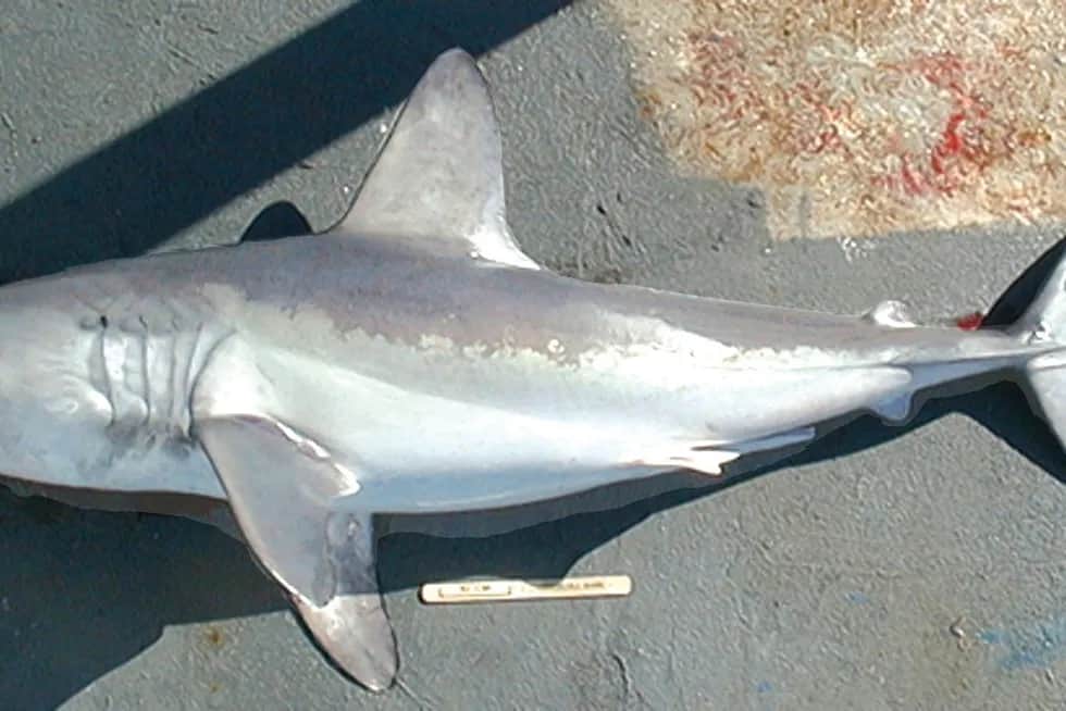 Jakie są rekiny w Bałtyku - poznaj ich tajemnice i zagrożenia