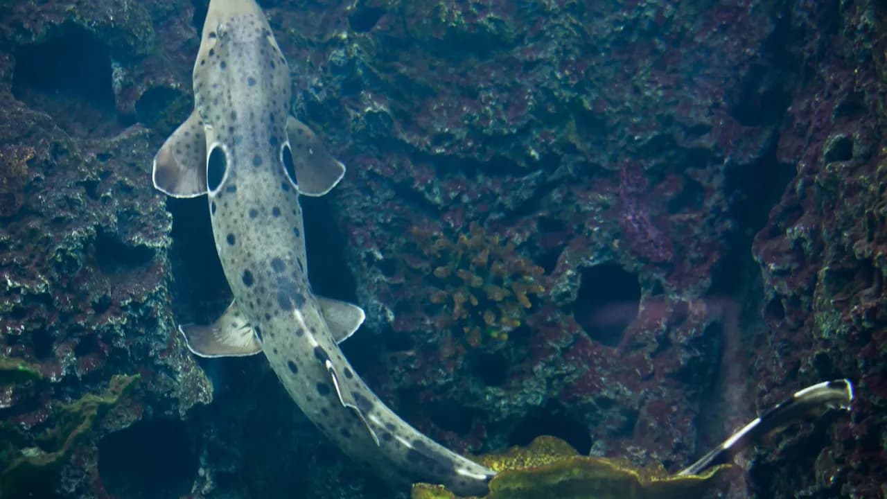 Czy w Bałtyku pływają rekiny? Oto, co musisz wiedzieć o ich obecności Czy w Bałtyku pływają rekiny? Oto, co musisz wiedzieć o ich obecności