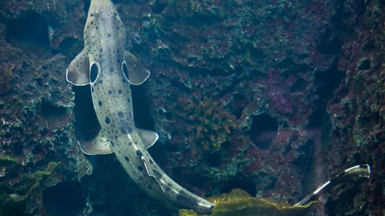 Czy w Bałtyku pływają rekiny? Oto, co musisz wiedzieć o ich obecności