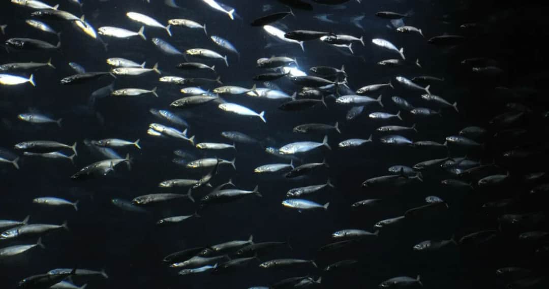 Kiedy łowić śledzie w Bałtyku? Poznaj najlepszy czas na ryby