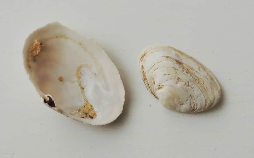 Jakie muszle występują w Bałtyku? Odkryj ich fascynujący świat