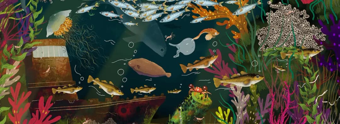 Co żyje w Bałtyku? Zaskakujące gatunki zwierząt morskich, które musisz znać